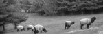 Mellow Meadow Farm – Jeff & Amy Miller