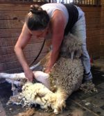 Star Gazing Farm Animal Sanctuary & Shearing Services – Anne Shroeder