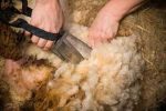 Chamelin Shearing Services/Aerie Farm East – Emily Chamelin