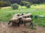 Halici Romanov Sheep Farm – Faik & Elizabeth Halici