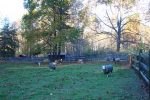 Basking Meadow Farm – Jennifer Smith