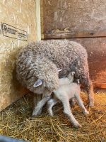 Clark Family Farm – Matt, Mary Ellen, Caroline & Preston Clark