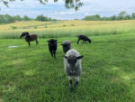 Anton, Anders & Augustus ram lambs - samples of breeding stock