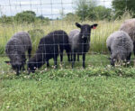 Ana, Annisette, Anise & Axelle ewe lambs - samples of breeding stock