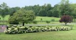 Sunny Skies at Tweedside Farm